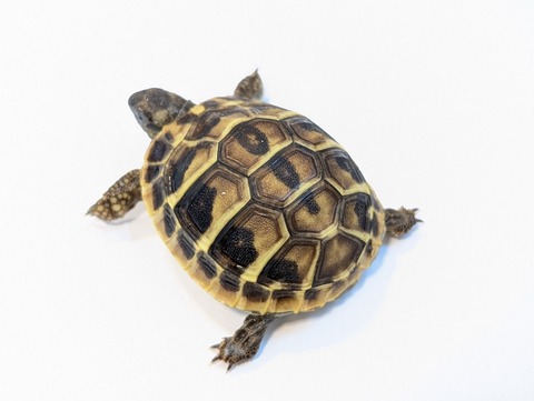 PXL_20250318_091322353~2