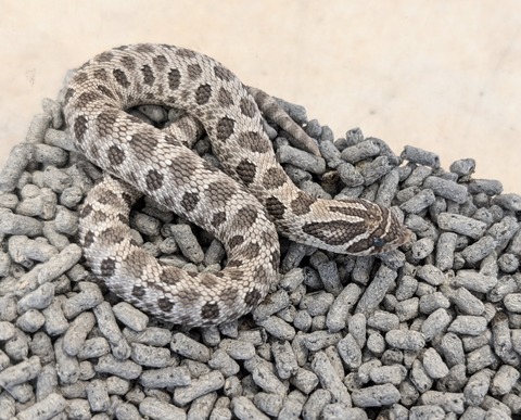 PXL_20241228_052516546