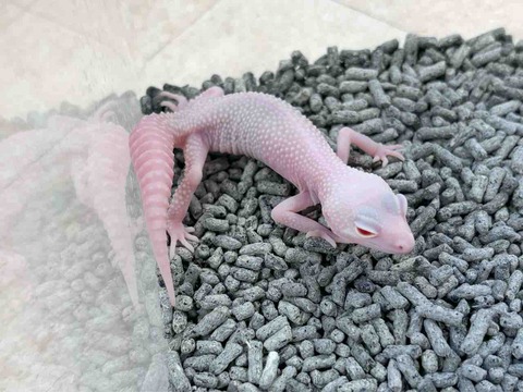 FullSizeRender