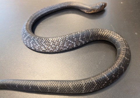 PXL_20241218_112132996~2