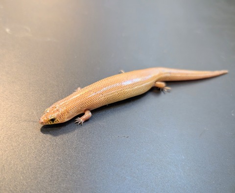 PXL_20241228_093634460~2