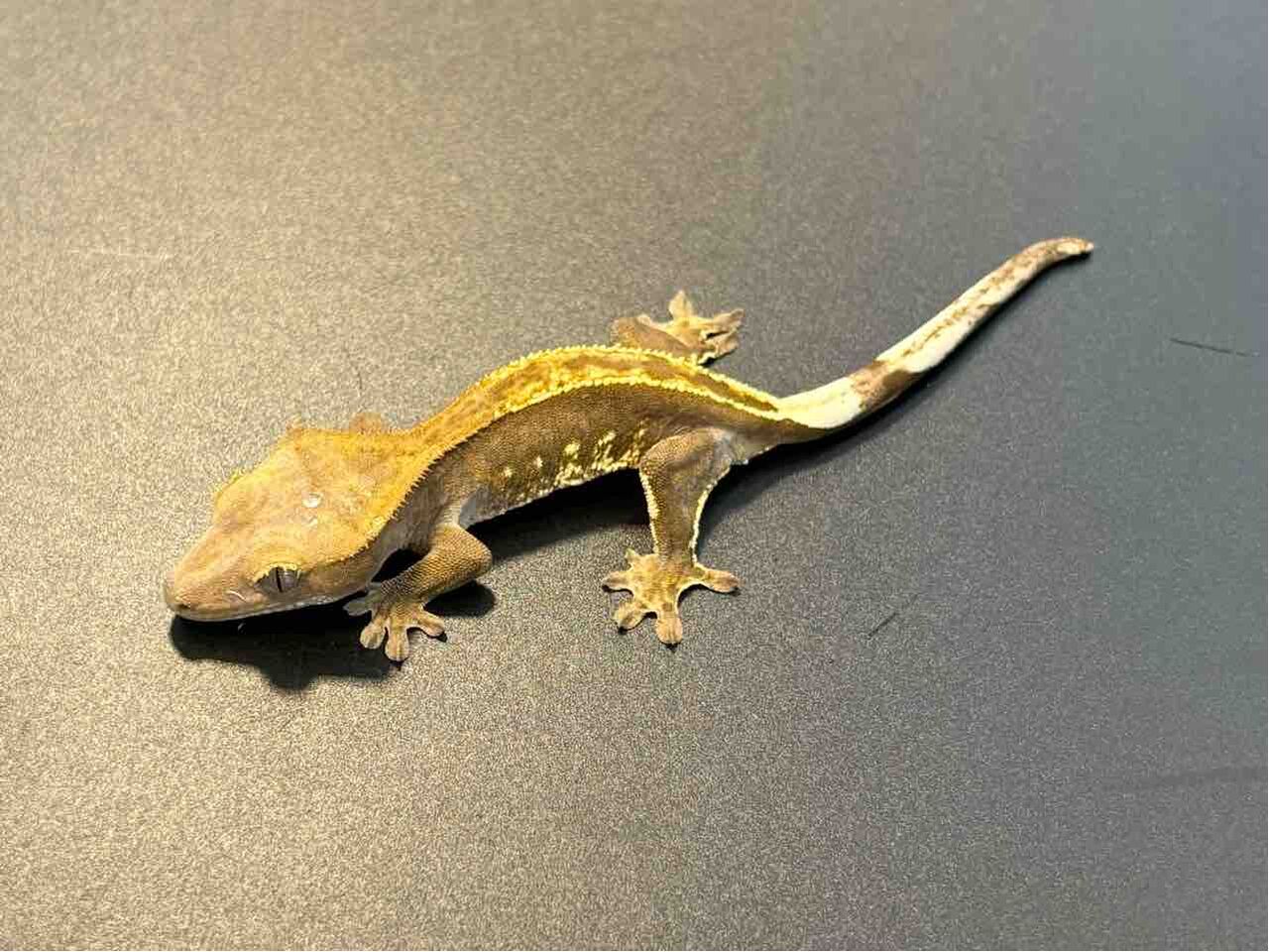 新入荷：クレス''アザン''・ジャイゲコ''ヤテ''その他チェコ便