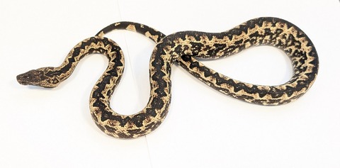 PXL_20250905_063850450~2