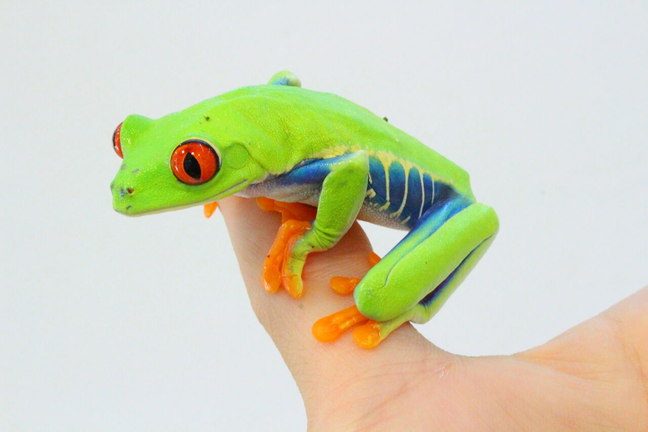 新入荷 両生類 ナンベイウシガエル カルバルホ ミステリオサスetc 爬虫類クラブj 横須賀店ブログ 新入荷 両生類 ナンベイウシガエル カルバルホ ミステリオサスetc 爬虫類クラブj 横須賀店ブログ