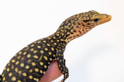 PXL_20250501_082152249~2