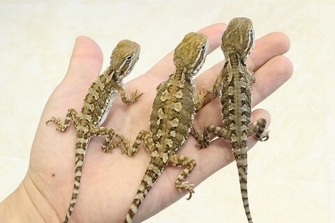 新入荷 ヒガシウォータードラゴンとその他のアガマ達 爬虫類クラブj 横須賀店ブログ 新入荷 ヒガシウォータードラゴンとその他のアガマ達 爬虫類クラブj 横須賀店ブログ
