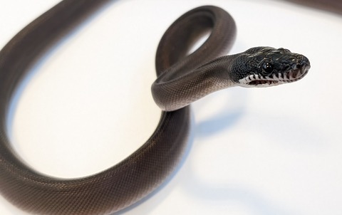 PXL_20251204_083620012~2