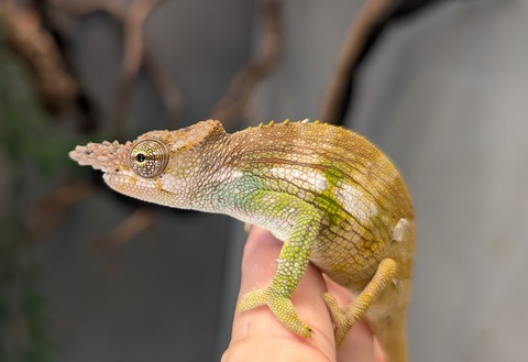 PXL_20251115_052012594~2