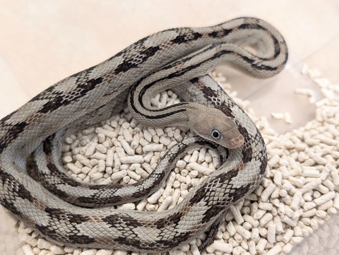 PXL_20250601_111341233~2