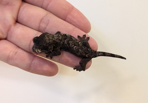 PXL_20251122_045804289~2