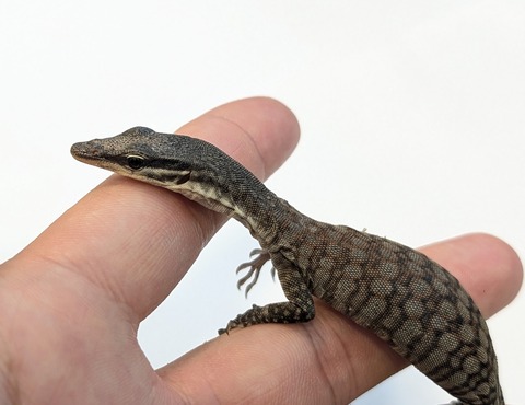 PXL_20260128_081545943~2