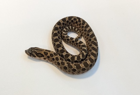 PXL_20251204_082506413~2