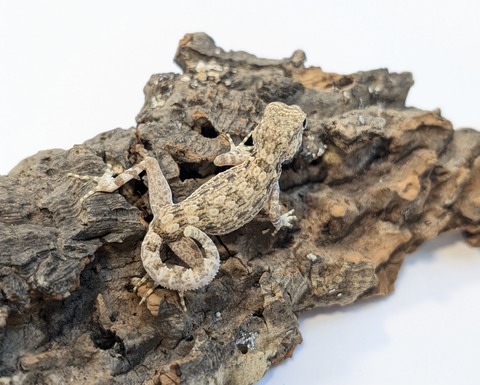 PXL_20250725_102003583~2