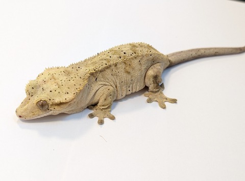 PXL_20250401_094418247~2