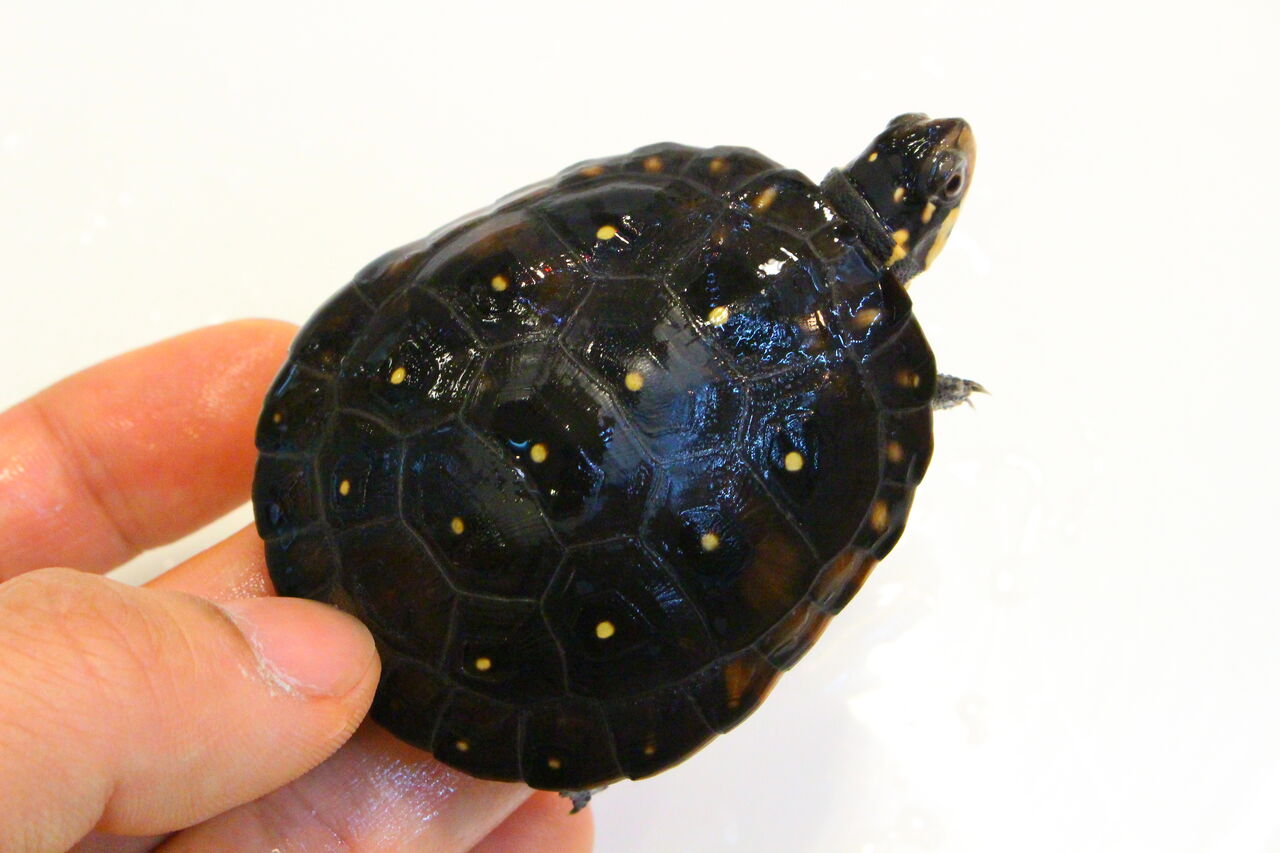 新入荷 オマーンカナヘビ オルナータナイル サビトマトなど 爬虫類クラブj 横須賀店ブログ