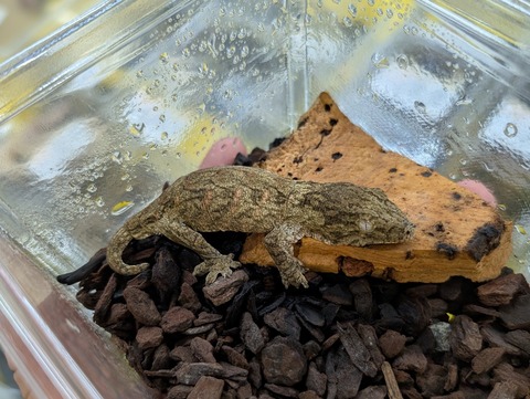 PXL_20250322_072454185~2