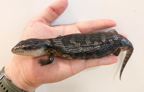 PXL_20250601_045236932~2