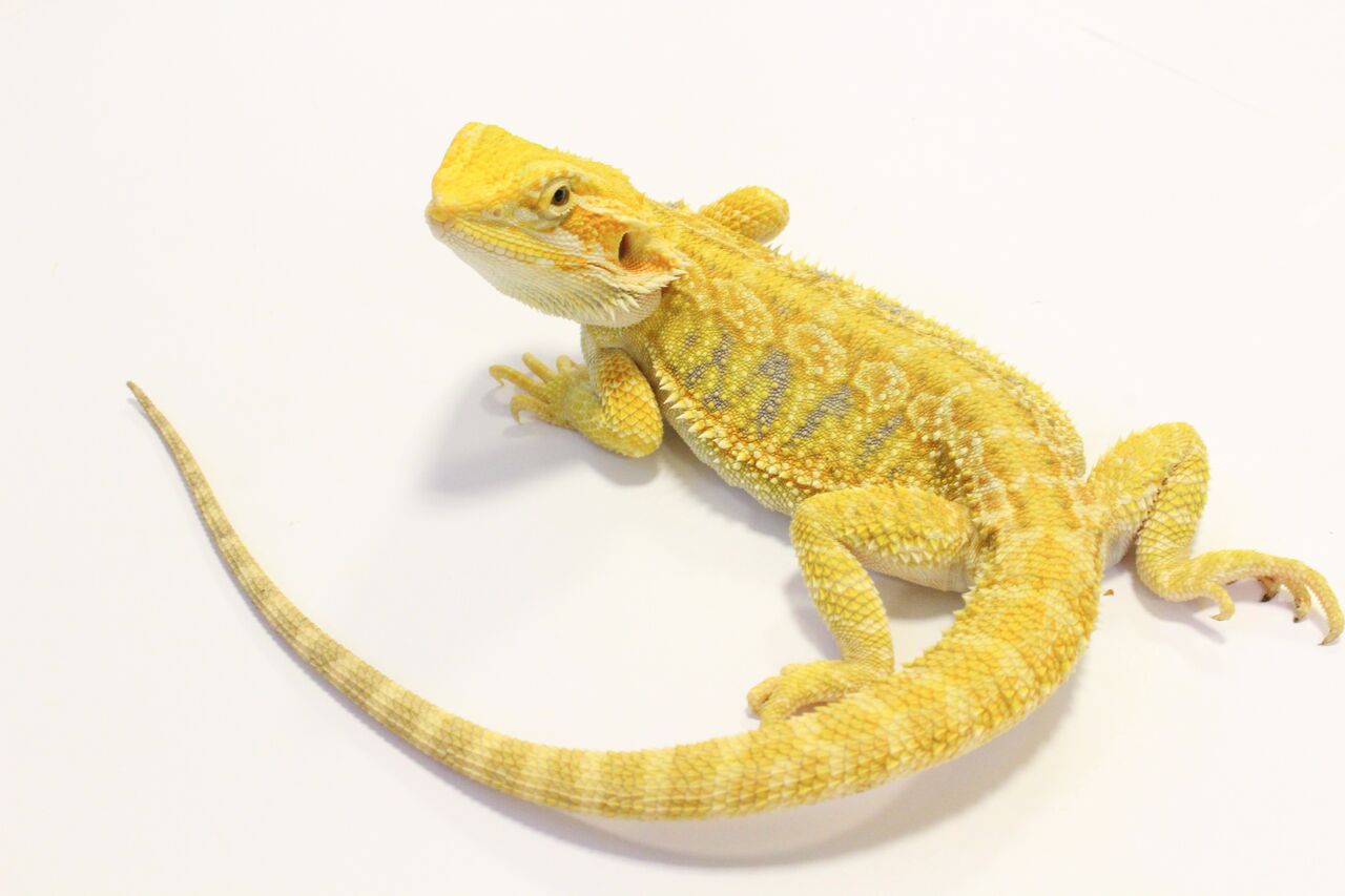 新入荷 在庫 フトアゴヒゲトカゲ 爬虫類クラブj 横須賀店ブログ