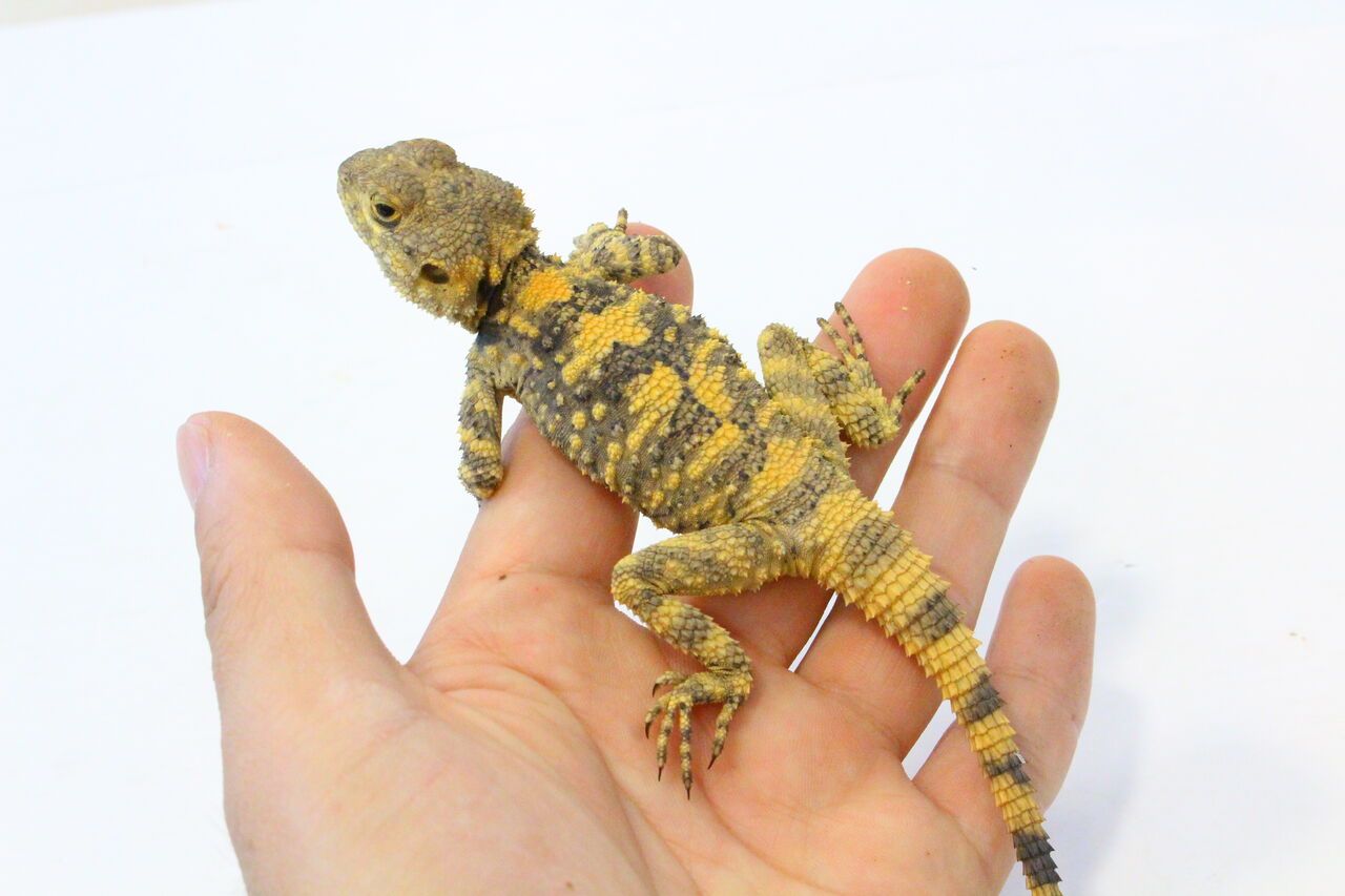 新入荷 トゲオアガマ ジャーマンジャイアントなど 爬虫類クラブj 横須賀店ブログ