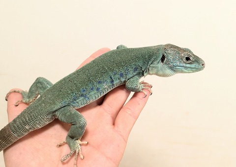 PXL_20251219_033615275~2