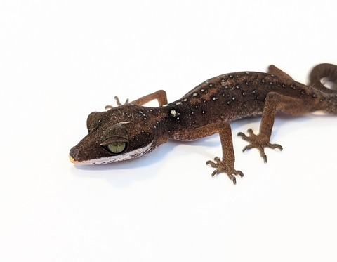 PXL_20250715_093713431~2