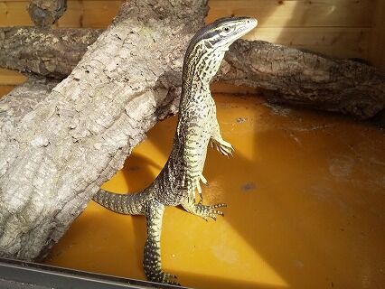 限定セール】爬虫類 ケージ 90×35×35㎝ リクガメ フトアゴ ゲージ