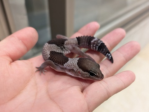 PXL_20250208_073347462~2