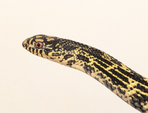 PXL_20251027_084322638~2