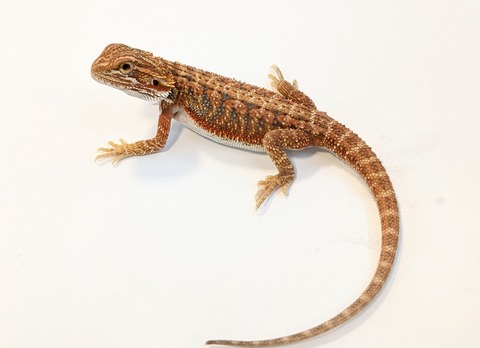 PXL_20260128_084327062~2