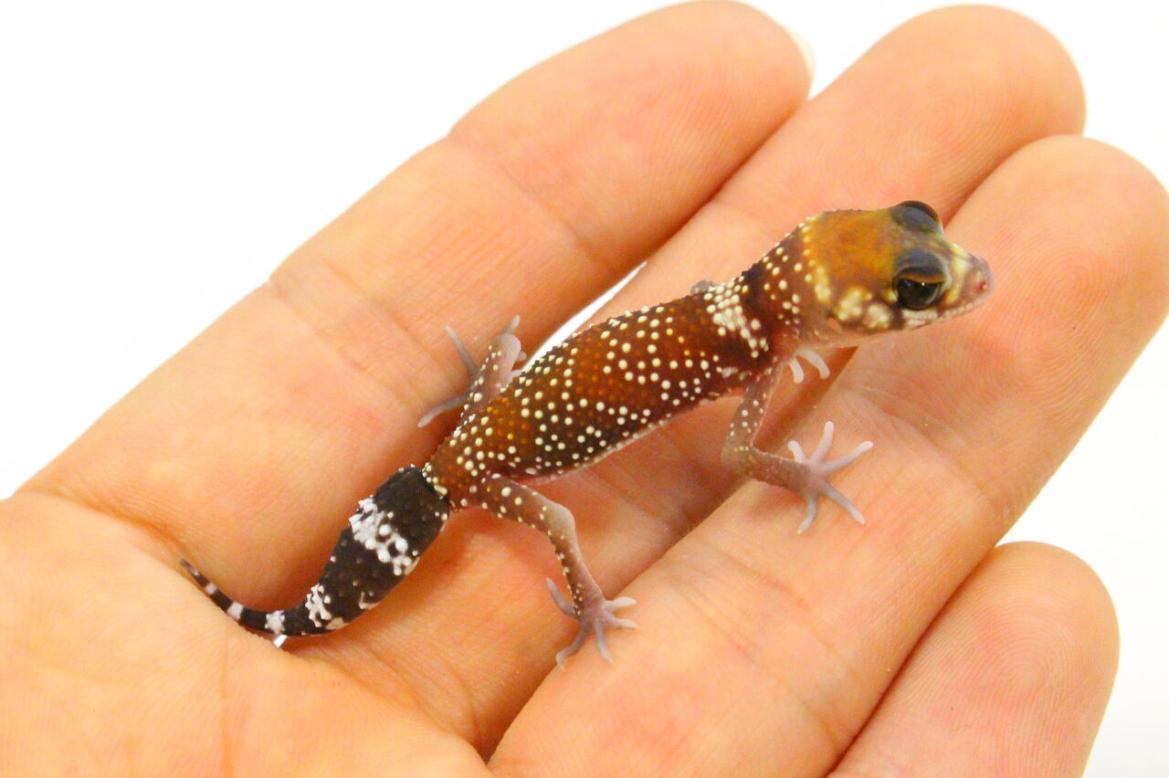 新入荷 ヤモリ 奇蟲 爬虫類クラブj 横須賀店ブログ