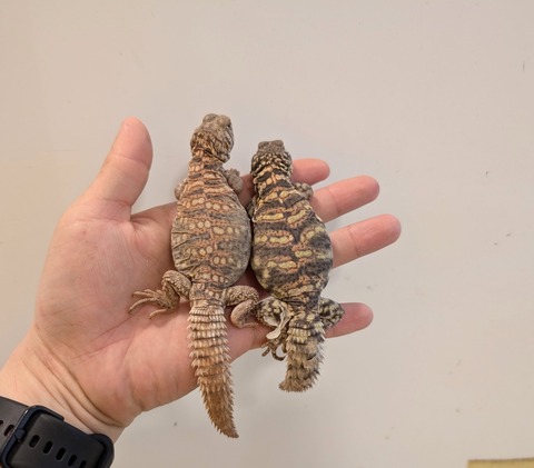 PXL_20241228_100855368~2