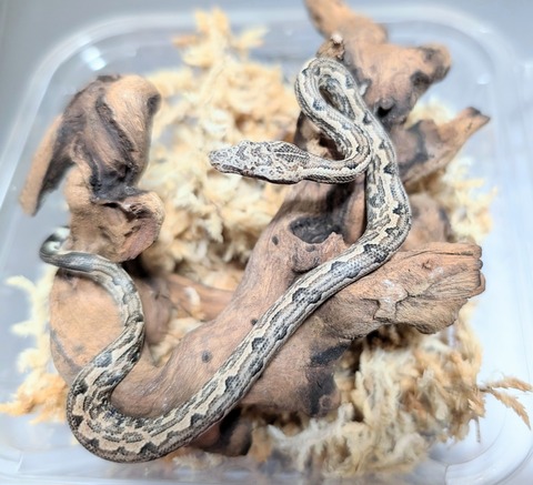 PXL_20241223_073339177~4