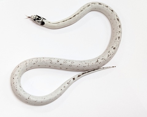 PXL_20250415_070150055~3