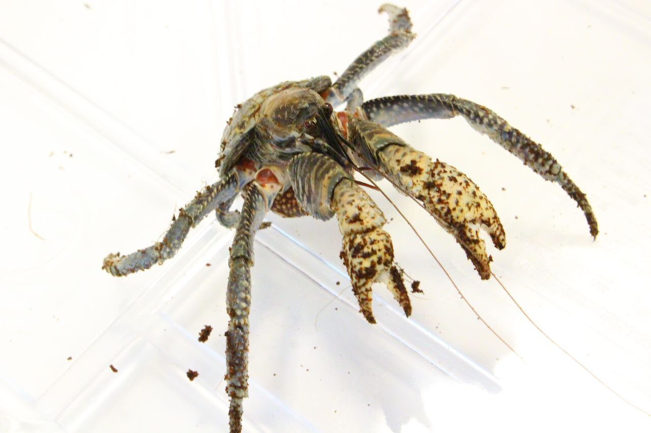 新入荷 いろいろです 爬虫類クラブj 横須賀店ブログ