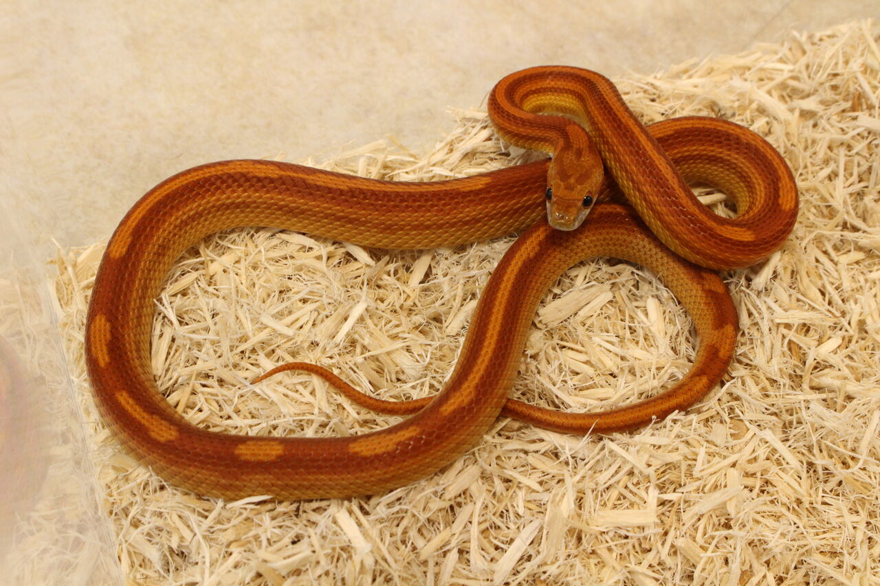 オススメ コーンスネークの飼い方の紹介 爬虫類クラブj 横須賀店ブログ