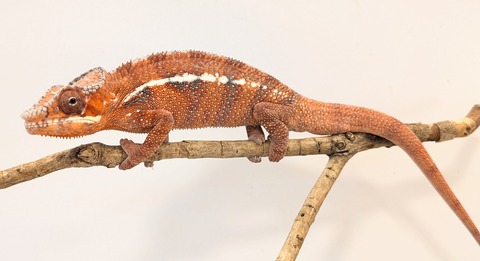 PXL_20250725_101353192~2