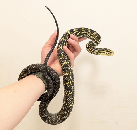 PXL_20251028_064314608~2