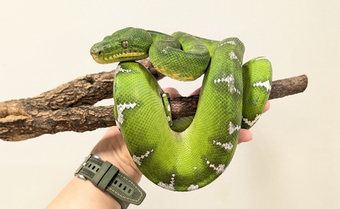 PXL_20250905_064112656~2