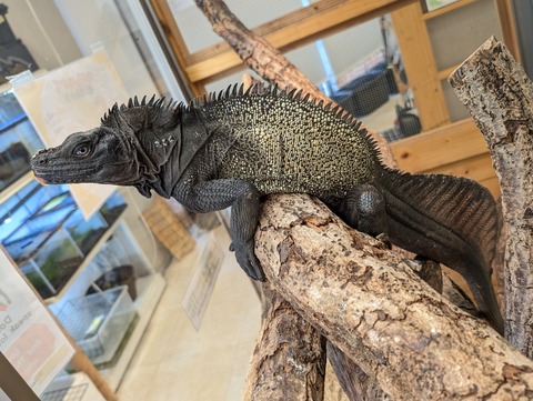 PXL_20250601_064715043