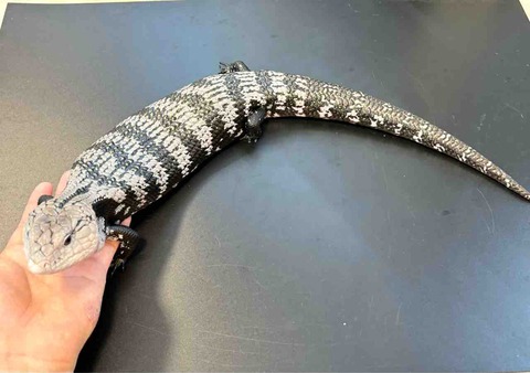 FullSizeRender
