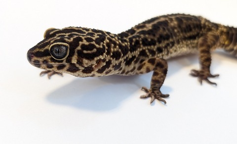 PXL_20250715_100452797~2