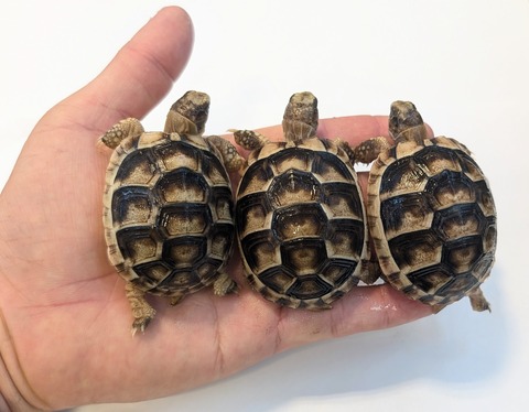 PXL_20251105_062121867~2