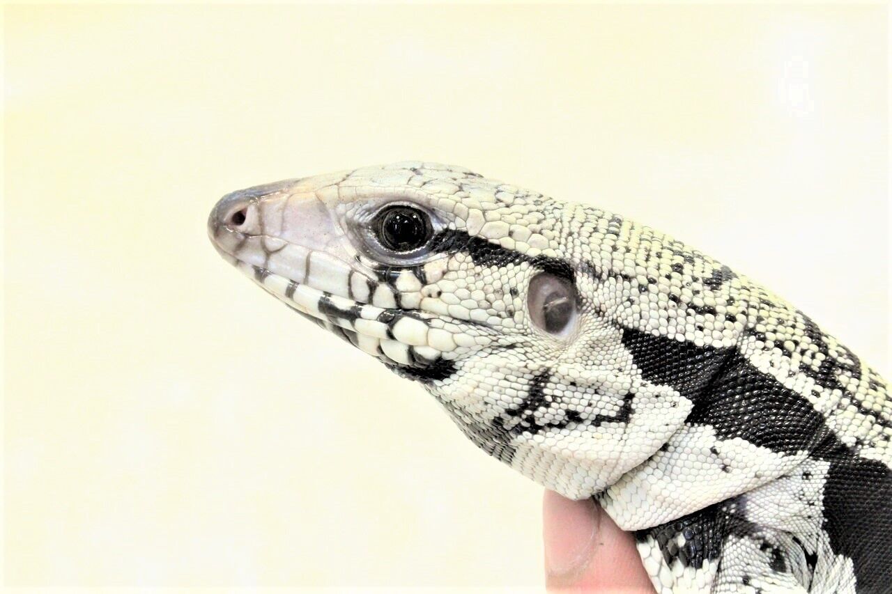 新入荷 B Wテグー ミズヘビ ヒメアマガエルなど 爬虫類クラブj 横須賀店ブログ