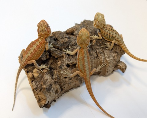 PXL_20250401_093510589~2