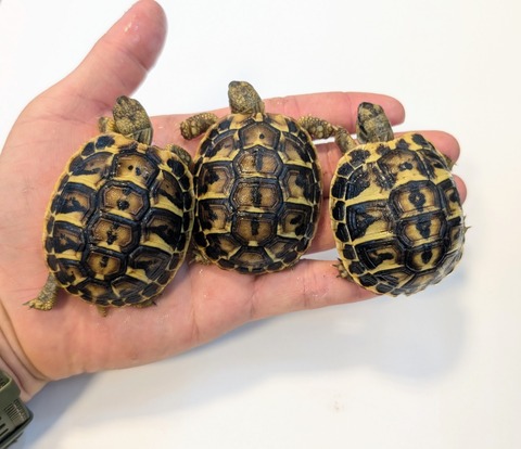 PXL_20251105_055152821~2