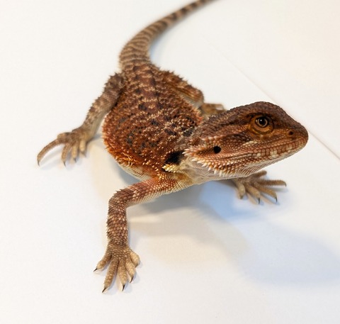 PXL_20250401_092411242~2