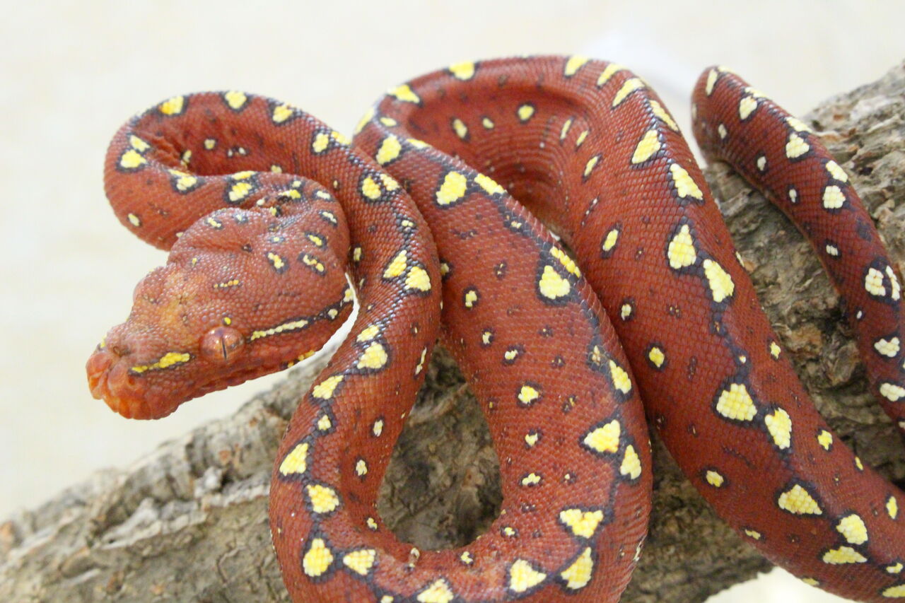 新入荷 いろいろ 爬虫類クラブj 横須賀店ブログ 新入荷 いろいろ 爬虫類クラブj 横須賀店ブログ