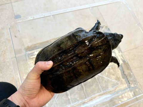 FullSizeRender