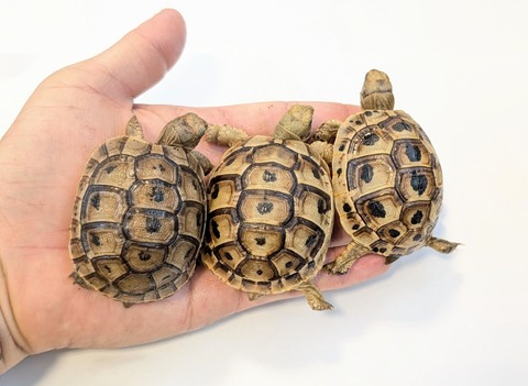 PXL_20251105_061030496~2