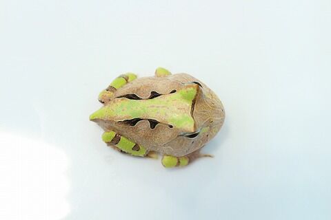 ツノガエルの飼い方のご紹介 爬虫類クラブj 横須賀店ブログ ツノガエルの飼い方のご紹介 爬虫類クラブj 横須賀店ブログ